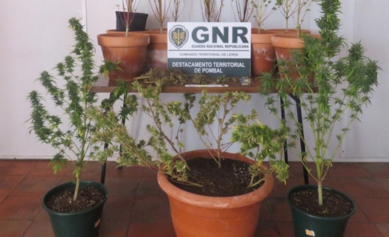 gnr-detem-suspeito-de-trafico-e-cultivo-de-droga-10713