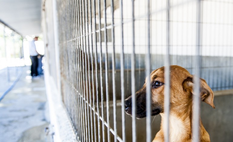 porto-de-mos-constroi-centro-de-recolha-para-mais-de-50-animais-9442