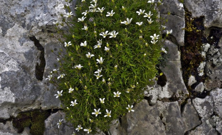 descoberta-uma-nova-planta-na-serra-dos-candeeiros