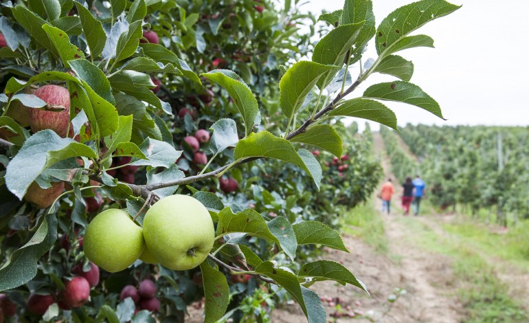 maca-de-alcobaca-horticolas-e-vinho-com-quebras-de-producao-devido-a-seca