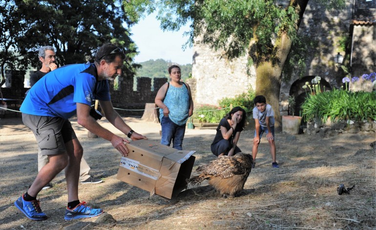 bufo-real-devolvido-a-natureza-no-castelo-de-leiria-8937