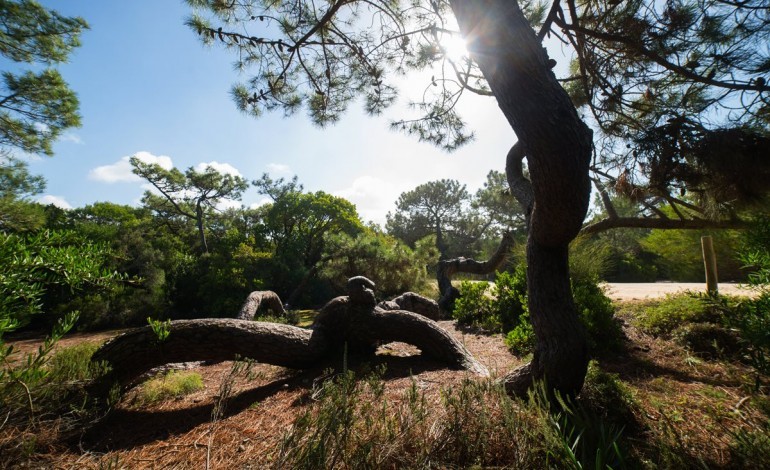 floresta-e-biodiversidade-dao-mote-a-jornadas-em-sao-pedro-de-moel