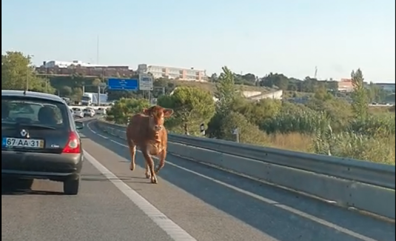 vaca-tresmalhada-a-solta-na-autoestrada-em-leiria-10605