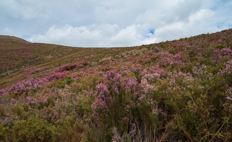 rota-da-urze-propoe-encostas-purpuras-e-comunhao-com-a-natureza-na-serra-da-lousa