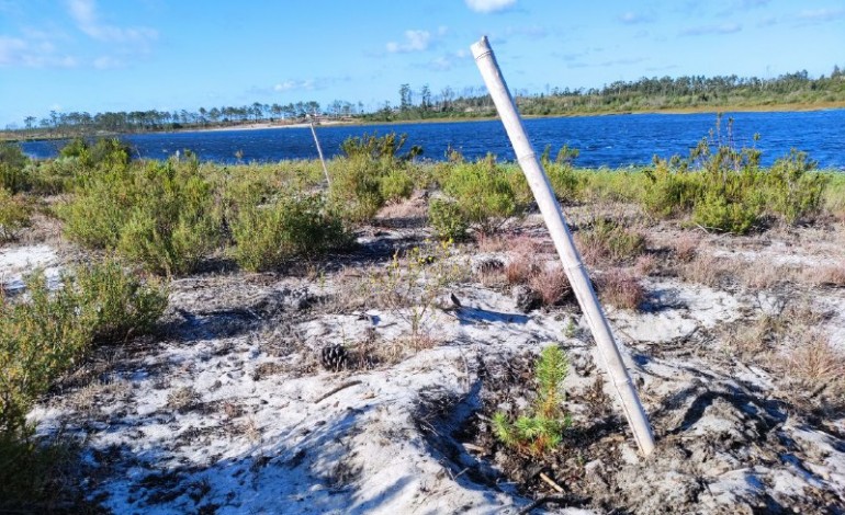 Árvores da Lagoa da Ervedeira precisam da sua ajuda para sobreviverem ao calor