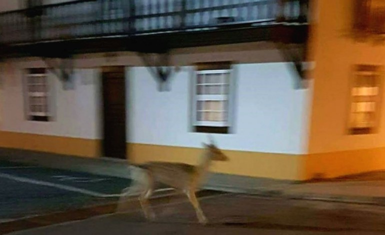 veado-desorientado-e-em-busca-de-alimento-no-centro-de-sao-pedro-de-moel-7538