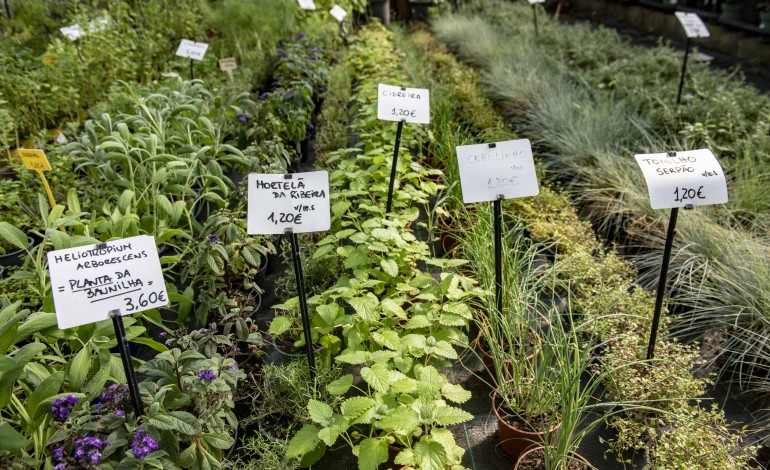 ervas-aromaticas-um-produto-que-ganha-raizes-nas-cozinhas-da-regiao