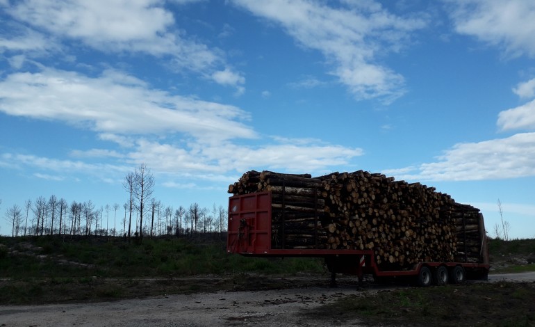 pinhal-de-leiria-madeira-por-cortar-acacias-sem-controlo-e-rearborizacao-insuficiente