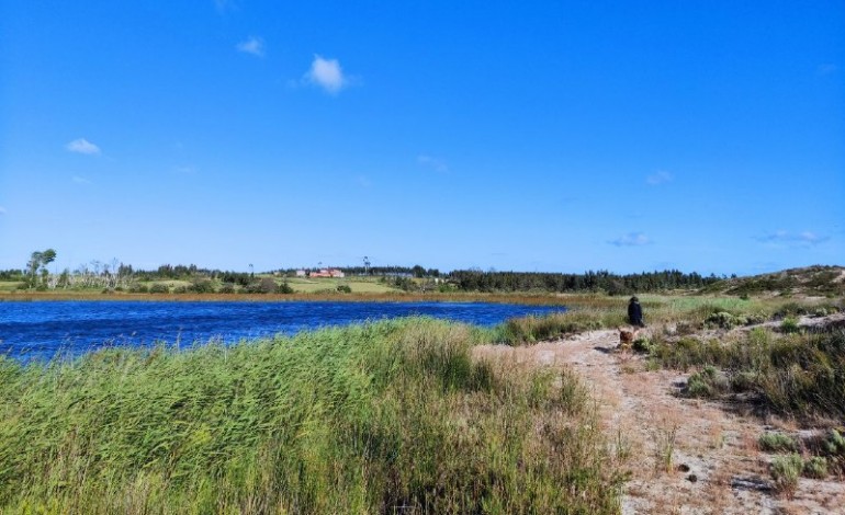 Árvores da Lagoa da Ervedeira precisam da sua ajuda para sobreviverem ao calor