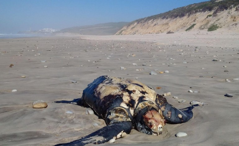tartaruga-gigante-foi-retirada-hoje-da-praia-de-s-pedro-de-moel-2425