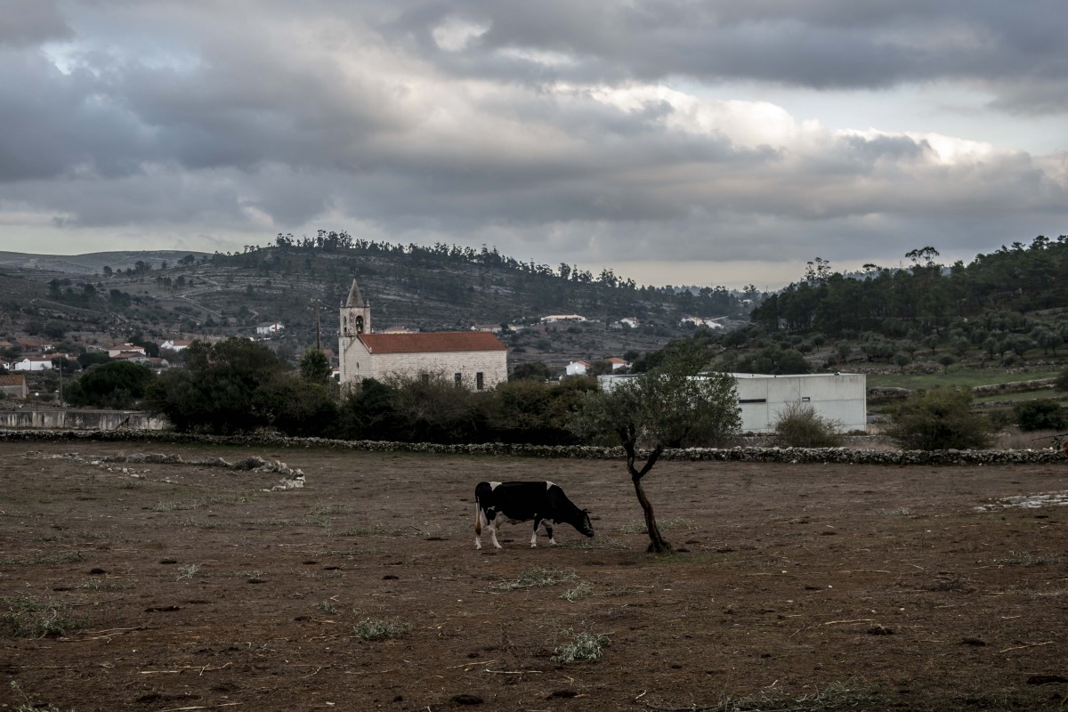 As vacas da dona Dionisia, também elas a secar ao ar livre