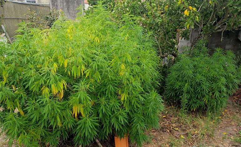 homem-de-44-anos-detido-por-cultivo-de-seis-plantas-de-canabis