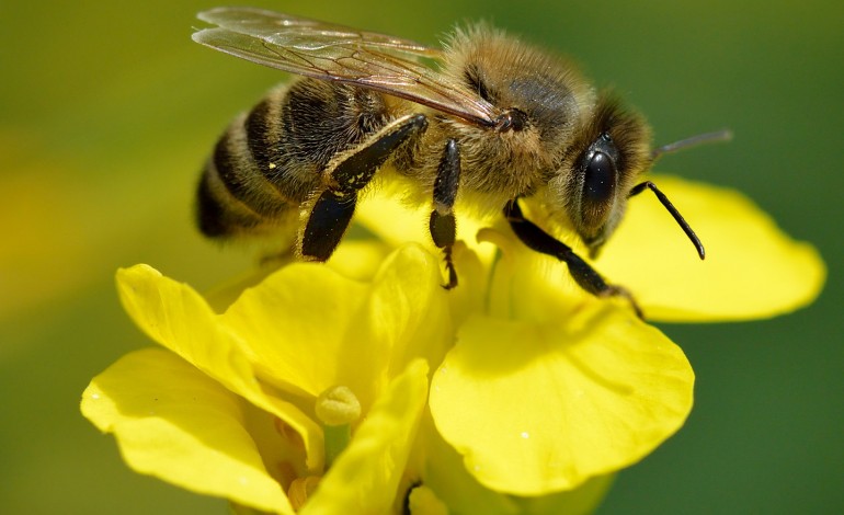 quebra-no-mel-esconde-impacto-da-morte-das-abelhas-na-agricultura