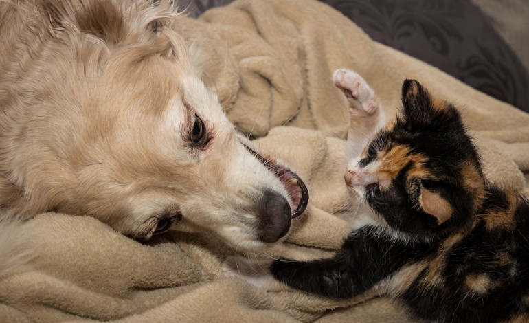 ourem-lanca-campanha-de-apoio-a-esterilizacao-de-animais-de-companhia