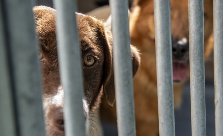 animais-adoptados-na-pandemia-estao-a-ser-abandonados