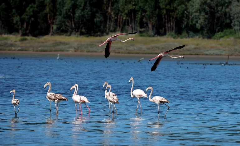 municipios-querem-que-lagoa-de-obidos-seja-zona-humida-classificada