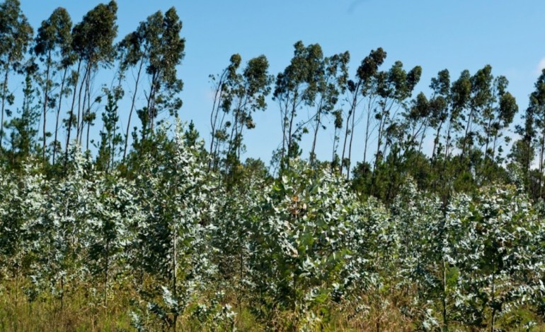 mais-de-80-dos-pedidos-de-arborizacao-sao-para-eucaliptos-2296